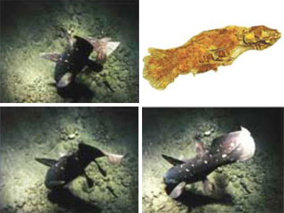 Coelacanth ve fosili