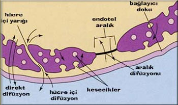 endotel hücre