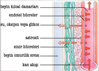 endotel hücreler