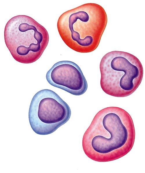 çeşitli kan hücreleri