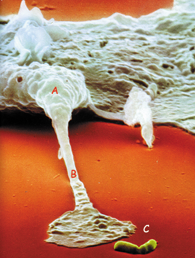 makrofajın yalancı ayağı