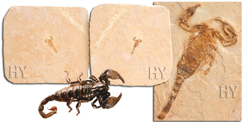 scorpion, fossils