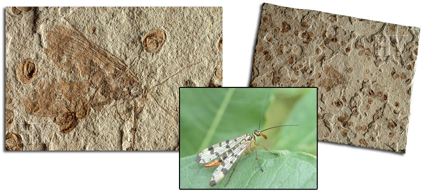 scorpion fly, fossil
