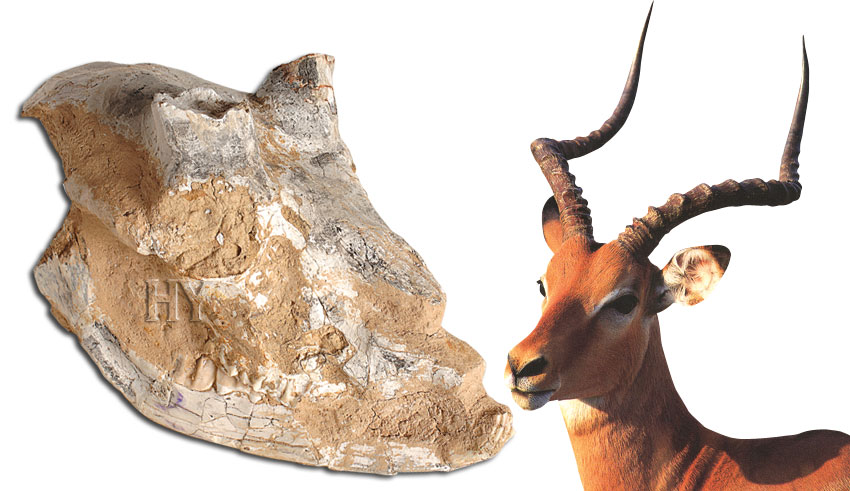 antelope, skull