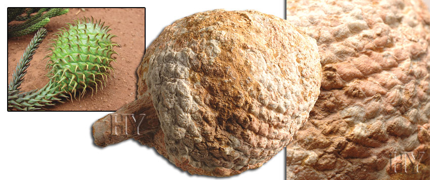 fossil, araucarian, cone