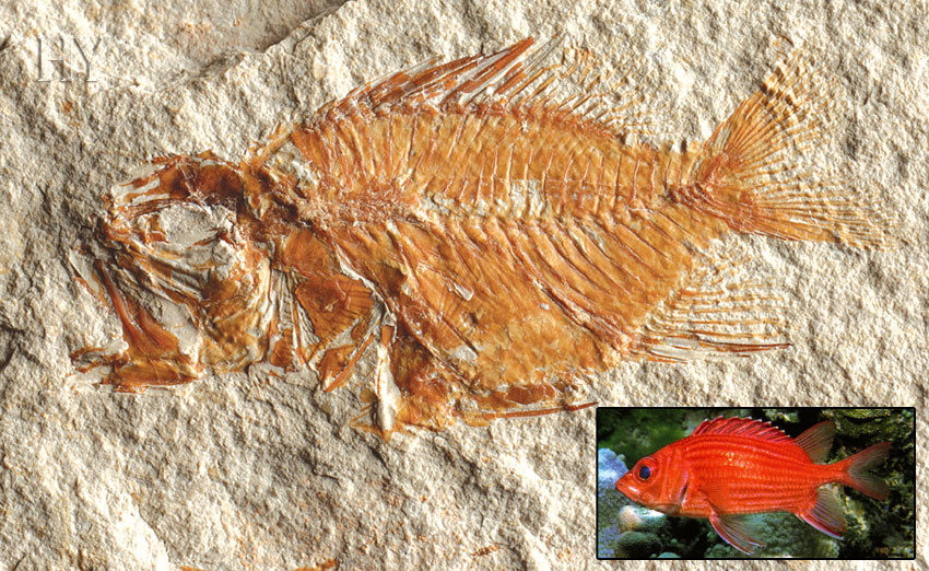 Soldier fish, fossil