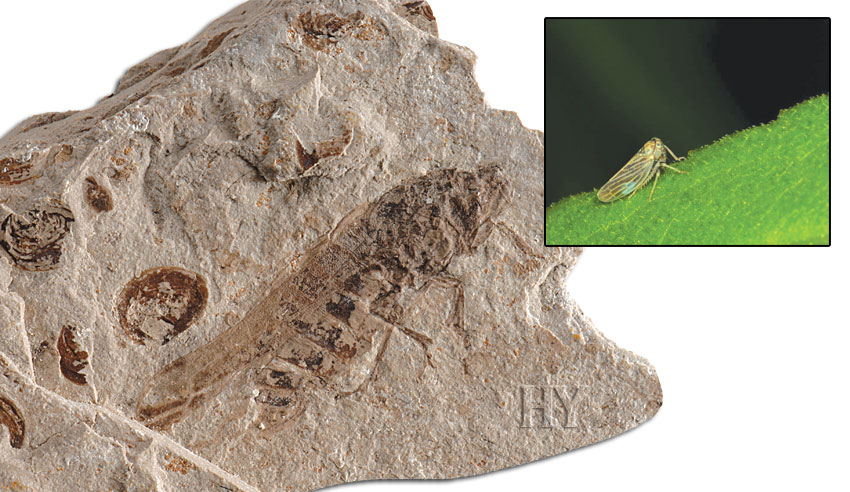 plant, fossil, fly, planthoppers, planthopper