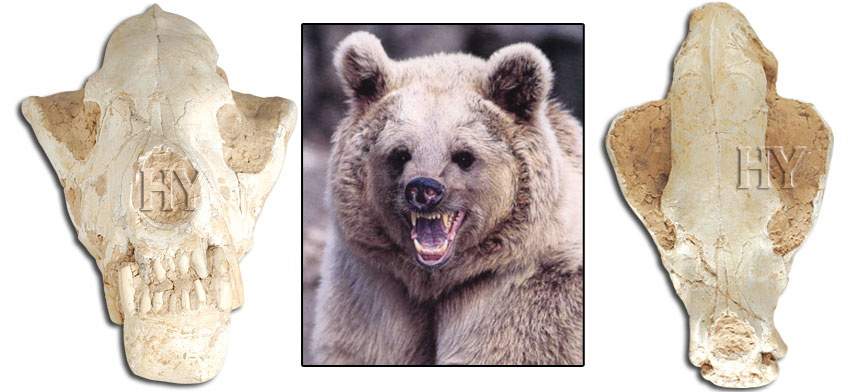 Brown bears, Brown bear, fossil, skull