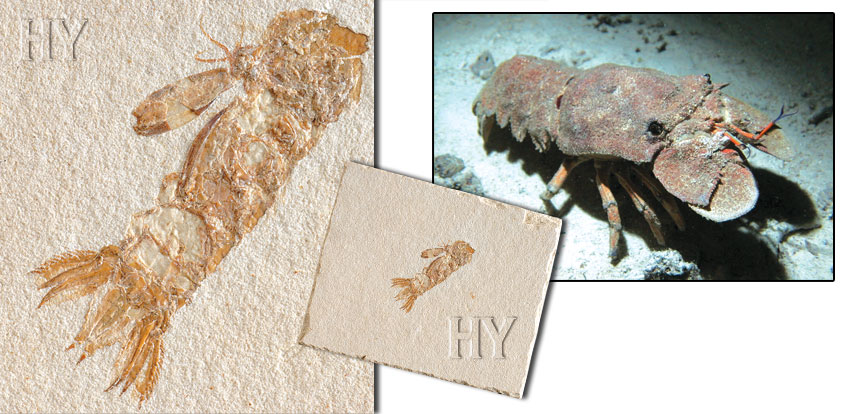 Scyllaridae, slipper lobster, fossil, evolution