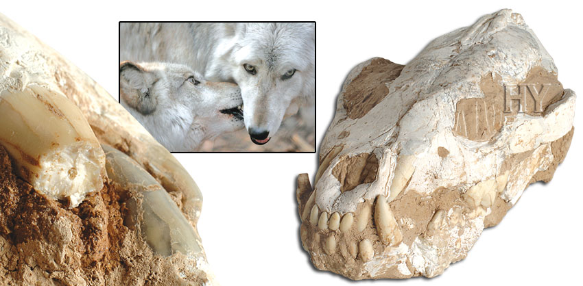 coyote, skull, fossil