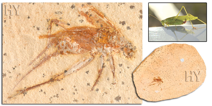 fossil, grasshoppers