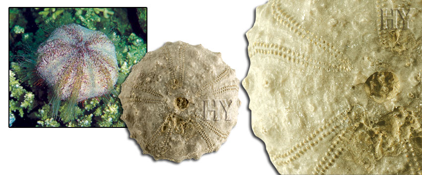 sea urchins, sea urchin, fossil