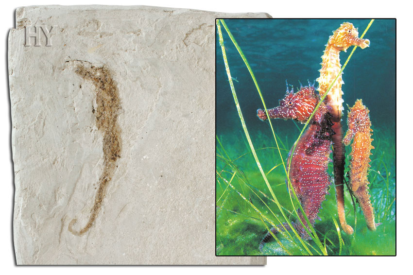 theory of evolution, fossil, seahorses, seahorse