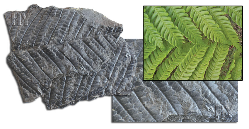 Ferns, fossil