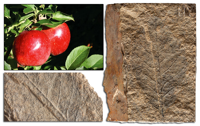 apple, leaf, fossil