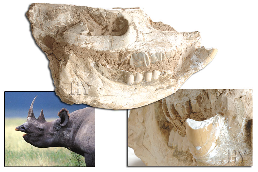 Cranio Di Rinoceronte