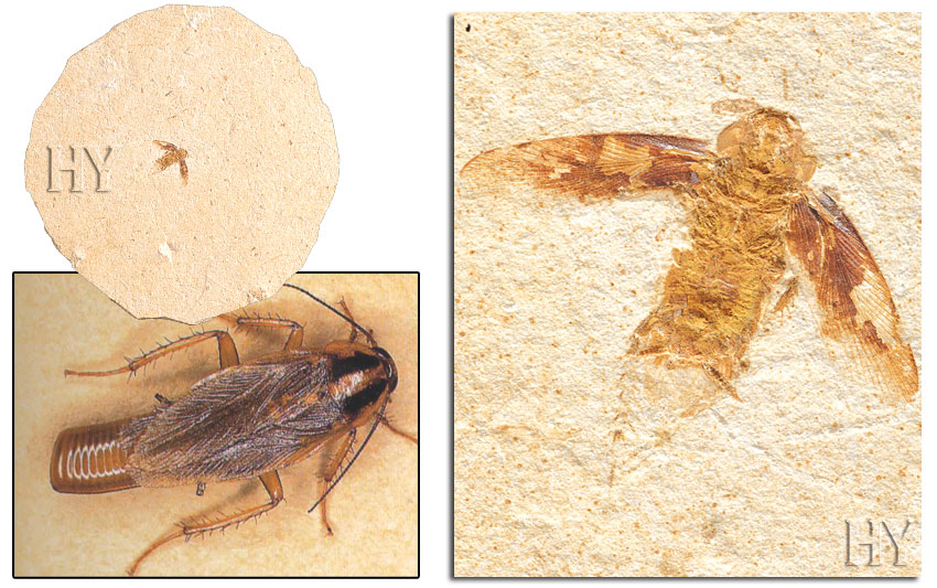 fossil, cockroach