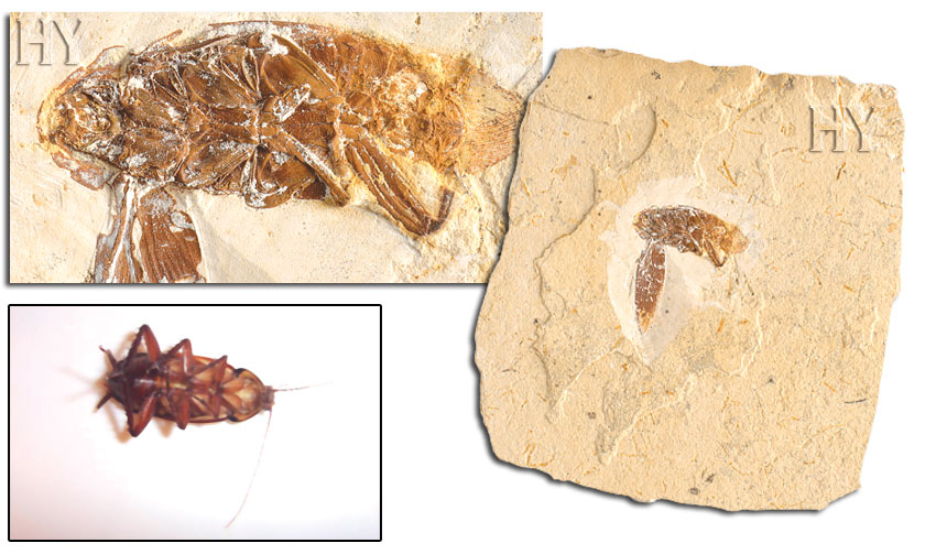 evolution, fossil, cockroach