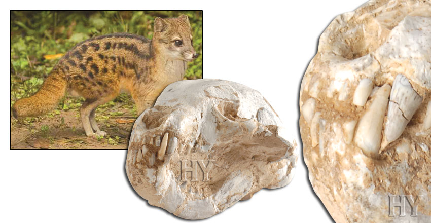 Creation, fossil, indian civet cat