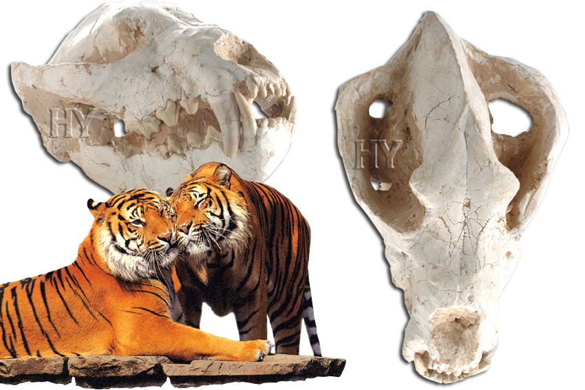 Cranio Di Tigre