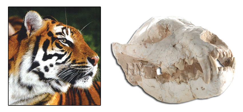 kaplan kafatası, fosil