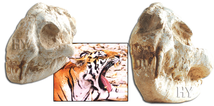 Cranio Di Tigre