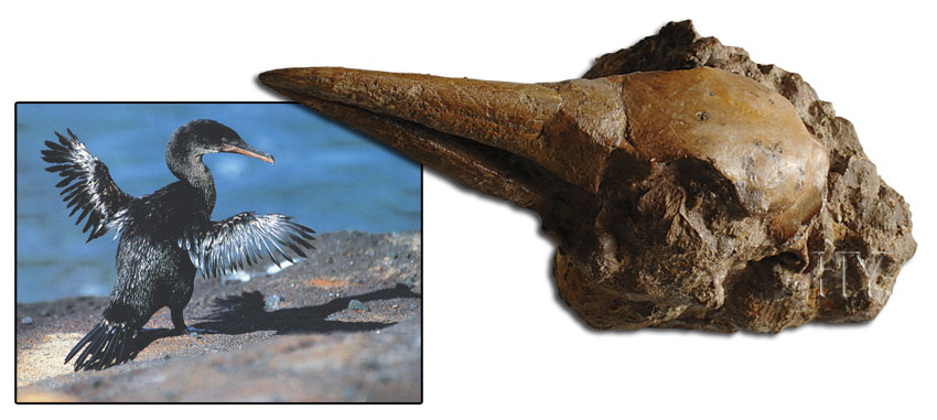 karabatak kafası ve fosili