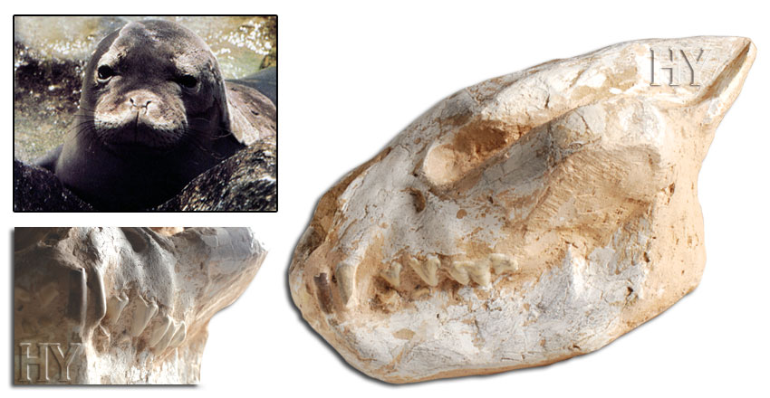 Caribbean monk seal skull, fossil