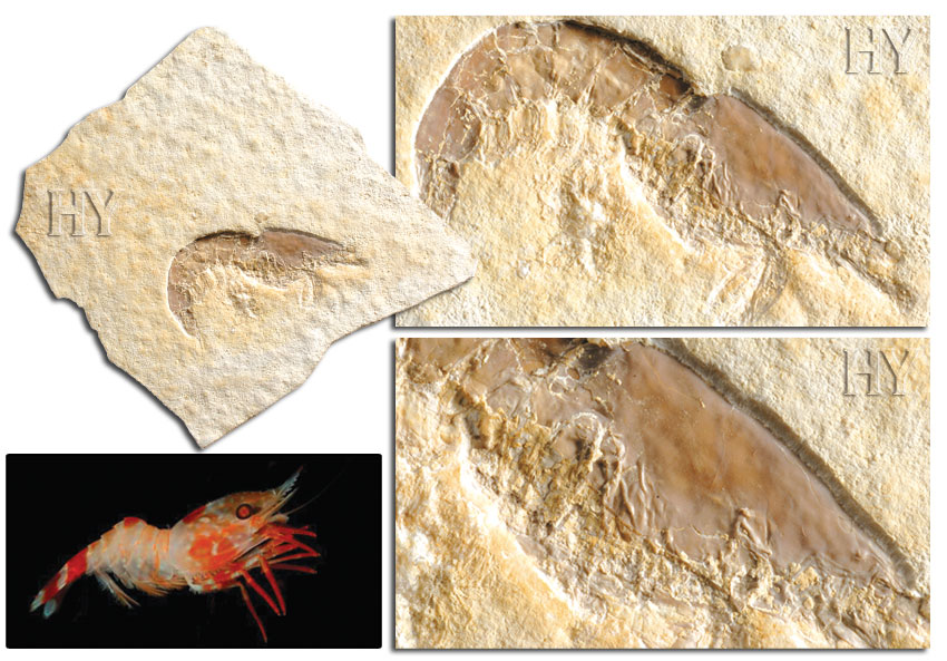 shrimp, fossil