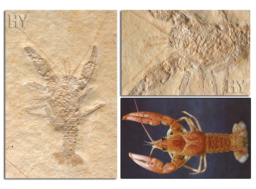 crayfish, fossil, eye