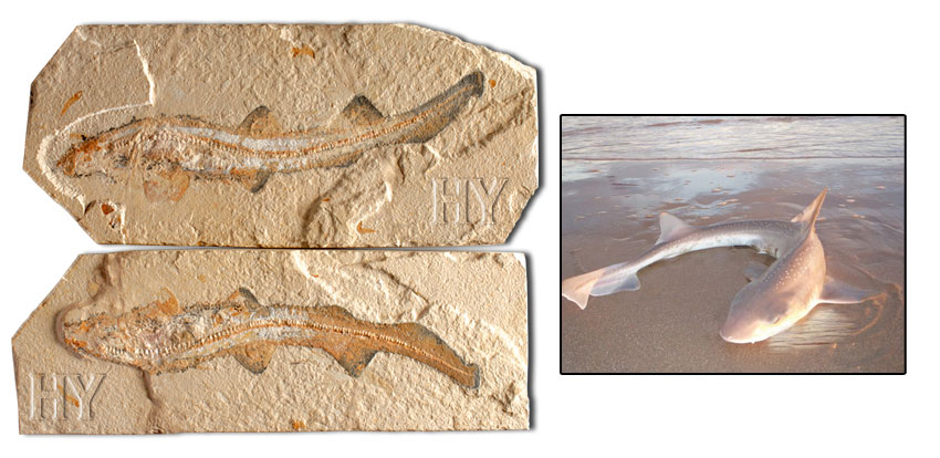 fossil, evolution, Shark