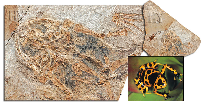 frogs, frog, fossil
