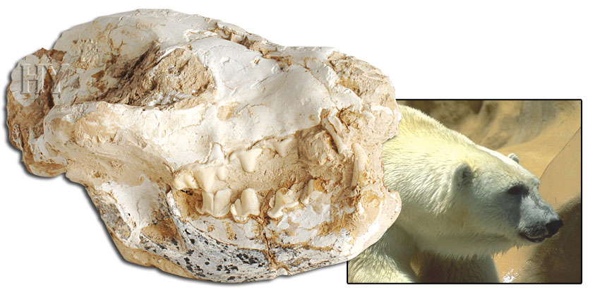 Cranio Di Orso Polare