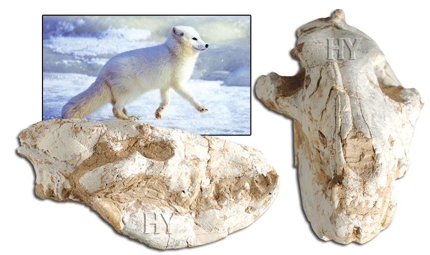 fox skull, fossil, Creation