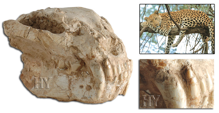 leopard, fossil, skull