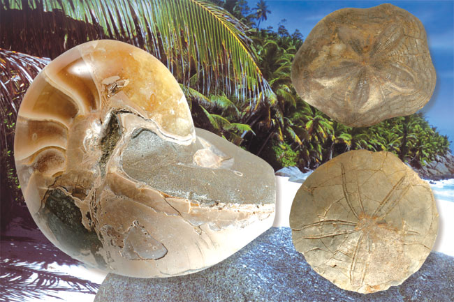 madagascar, fossili