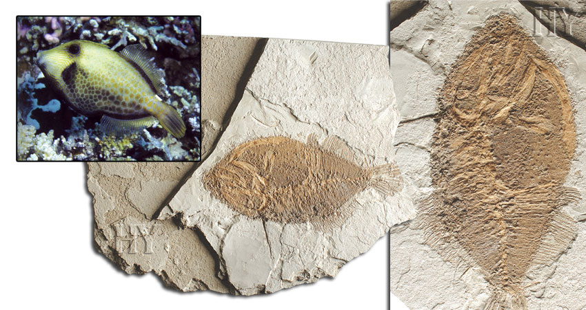 Monacanthus, Filefish, fossil, Monacanthidae