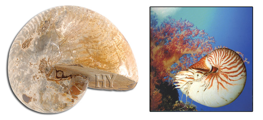Nautilus, fossil, evolution