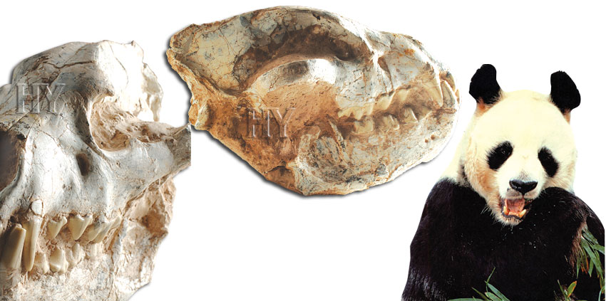 panda, fossil, skull