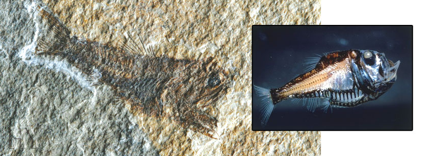 Polyipnus, fossil, Sternoptychidae
