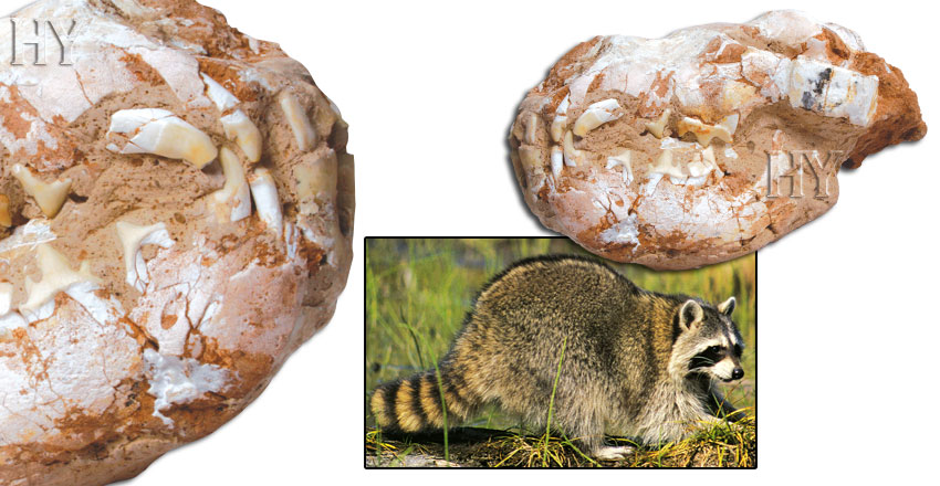 raccoon, skull, fossil
