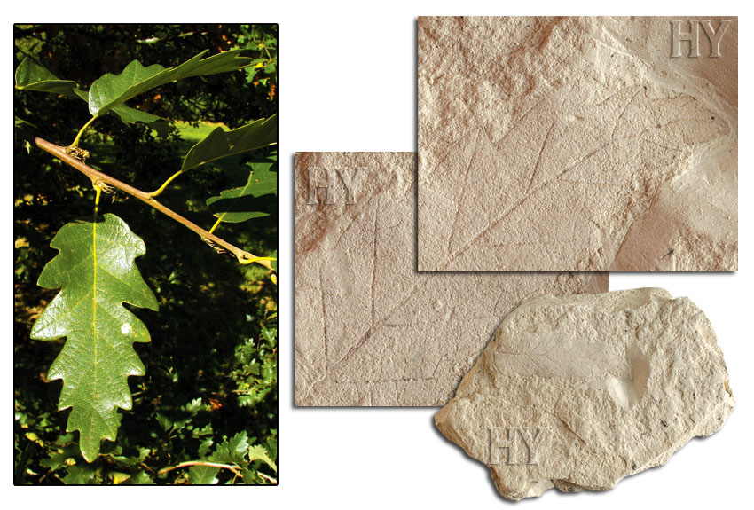 oak, leaf, fossil