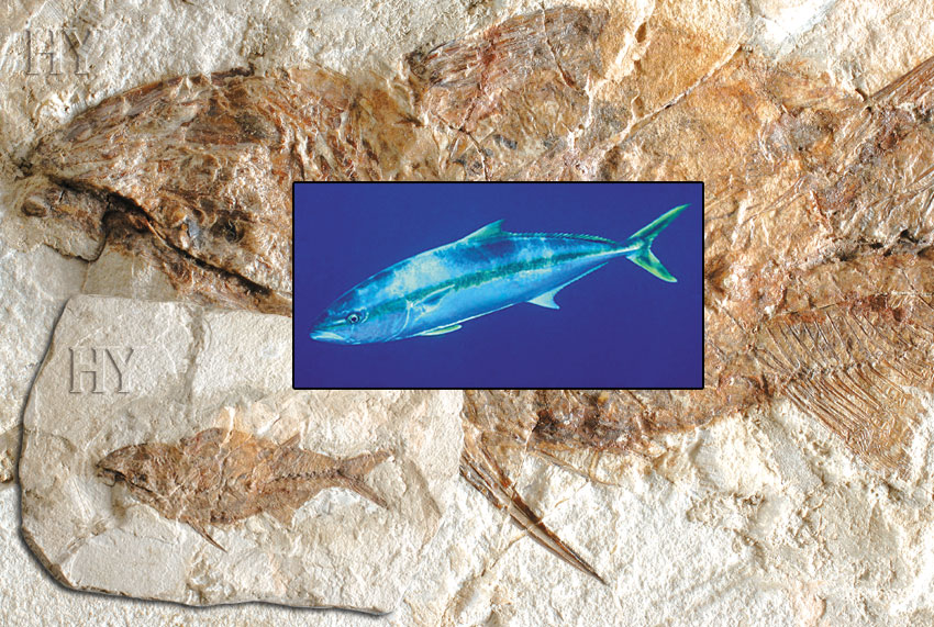 Sarı Kuyruk Balığı ve fosili