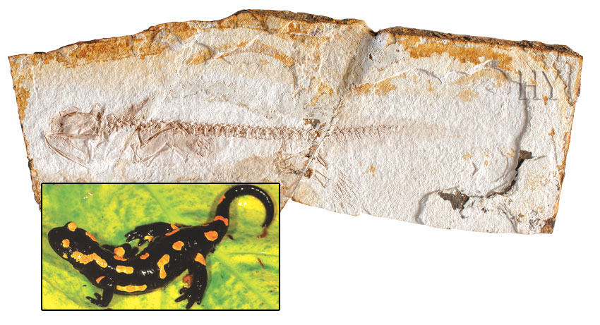 fossil, salamander, China