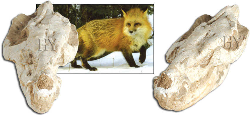 fossils, fox skull