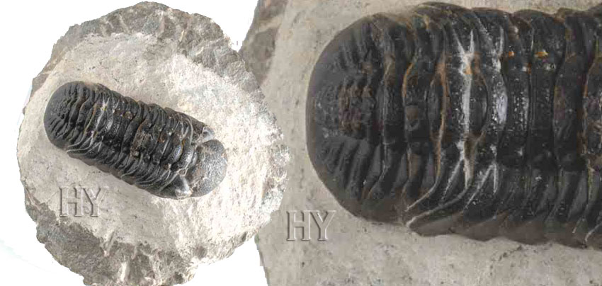 theory of evolution, Cambrian, fossil, trilobite
