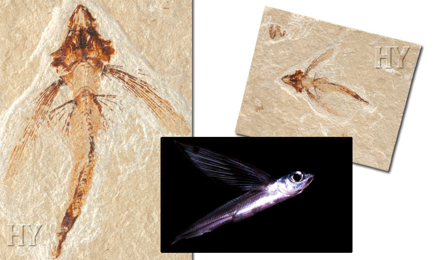 flying, fish, fossil