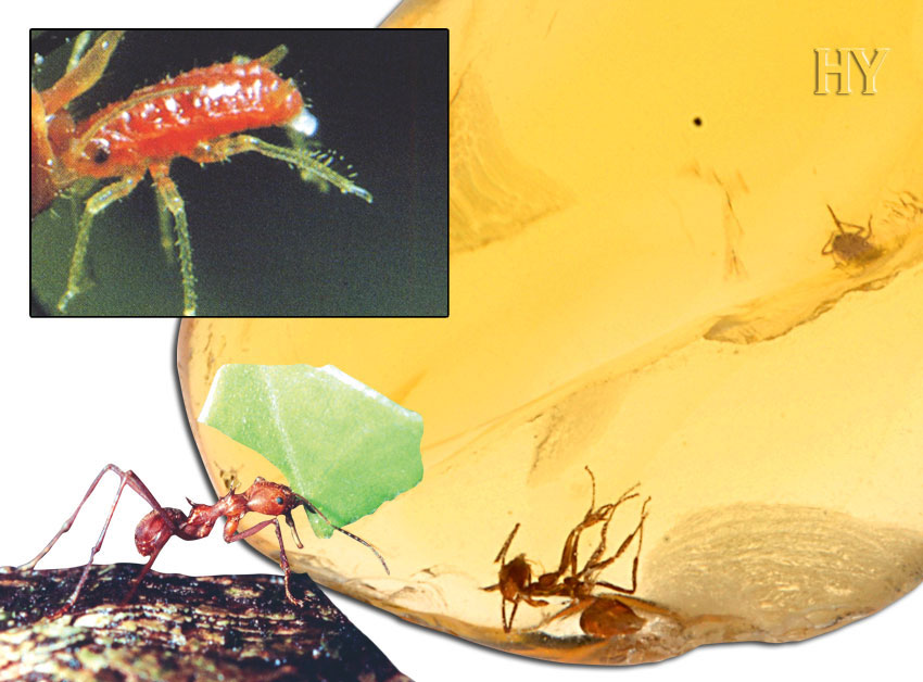 aphids, amber, worker ant, ants