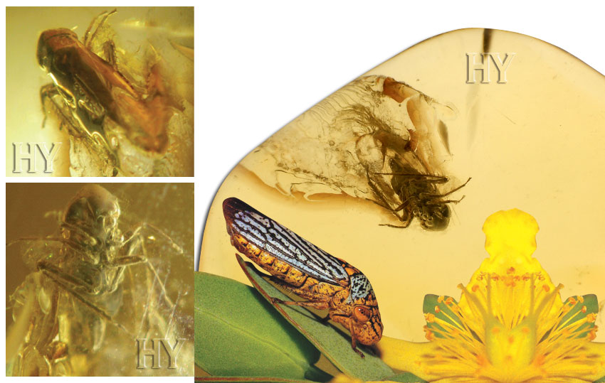 leafhopper, evolution, fossil