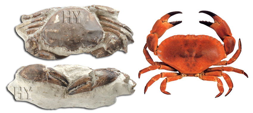 fossil, crab